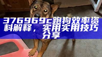 376969c跑狗效率资料解释，实用实用技巧分享